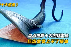 盘点世界上最凶猛的十大鲨鱼，巨齿鲨连榜都上不了，第一出人意料视频封面