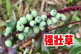 十大功劳也叫土黄连，号称“强壮草”，作用厉害了，遇到挖些回家视频封面
