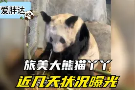 旅美大熊猫丫丫突发晕倒，近况不容乐观，网友希望尽快接回康养！视频封面
