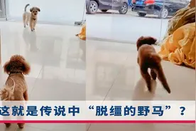 狗狗找同伴出去玩，全程用肢体语言沟通，网友：狗都急得要说话了视频封面