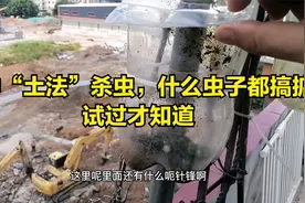 4种“土法”杀虫，什么虫子都搞掂，试过才知道视频封面