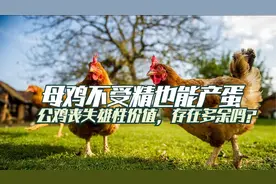 母鸡不受精也能产蛋，公鸡丧失雄性价值？公鸡的存在多余吗？视频封面