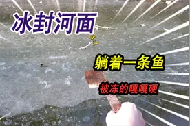 被冰封的小河上面，竟然躺着一条被冻得嘎嘎硬的鱼，这是怎么回事视频封面