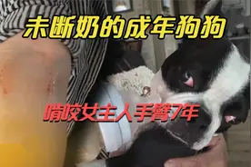 纪录片：一只没有断奶的成年狗狗，为何吮吸女主人手臂7年？视频封面