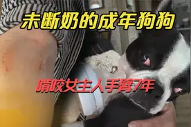 纪录片：一只没有断奶的成年狗狗，为何吮吸女主人手臂7年？视频封面
