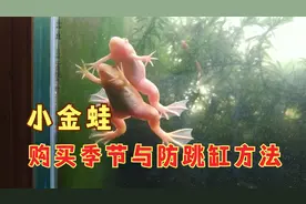 什么时候买小金蛙好？鱼缸养青蛙防止跳缸方法，黄金蛙饲养视频