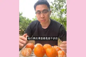 茂谷柑和沃柑这两种柑橘类水果你知道吗？口感惊艳，风味各不同视频封面