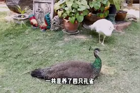 带你看看泰国华裔的家，有钱人的生活总是这么朴实无华且枯燥？视频封面
