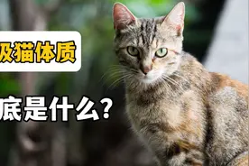 吸猫体质，到底是什么东西视频封面