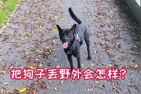 把狗子带去野外丢掉，主人迅速离开后，看看狗狗是什么反应视频封面