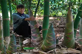 大姐挖回竹笋做笋干，50斤晒后剩2斤，这样做放1年不会坏