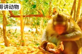 看母猴是如何生产猴宝有丰富分娩经验动作非常娴熟见证伟大的母爱视频封面