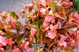“四季海棠”迟迟不开花，原来“猫腻”在这里，动动手就能够改善视频封面