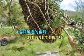 面对叛逃的蜜蜂，国外大叔一招搞掂，真是养得一手好蜂视频封面