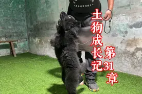 解锁训狗人形站立教程，职业训犬师保姆式教学，堪称教学界天花板视频封面