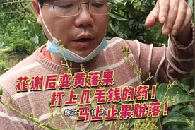 鸡心黄皮到了小果期出现大量落果，果变黄！及时用这些药去保果！视频封面