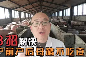 怀孕母猪不吃食怎么办？急坏养猪人，老养猪户只需三招轻松解决视频封面