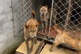 兄弟养的两条虎斑猎犬种公基因遗传真好，出一窝小狗都是虎斑纹视频封面