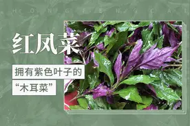 拥有紫色叶子的“木耳菜”——红凤菜视频封面