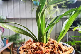 夏季养兰花，盆面到底能不能铺水苔？视频封面