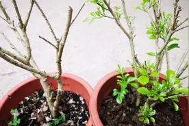 光秃秃的米兰不长新芽？2点养护给到位，很快枝繁叶茂！视频封面