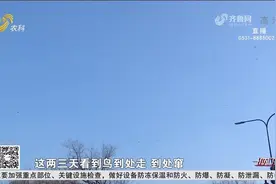 济南现“万鸟投林”奇观，成群鸟儿盘旋翱翔，专家：这是燕雀迁徙视频封面