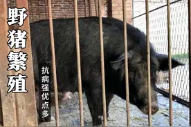 农村小伙养品种猪，和野猪繁育的后代，产崽量大抗病能力强视频封面