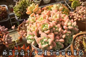 这五种夏天也粉嘟嘟胖嘟嘟的多肉品种，你养了吗视频封面