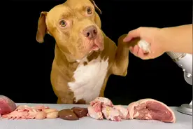 嚯！这伙食绝了~比特犬小口吃肉也很香，鹿肉+鸡冠+鸡头咀嚼现场视频封面
