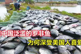 罗非鱼在中国南方泛滥！连吃货都无能为力，为何深受美国人喜爱？视频封面