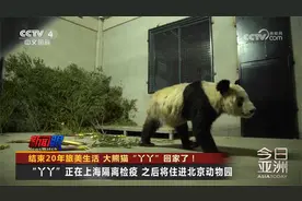 结束20年旅美生活 大熊猫“丫丫”回家了！视频封面