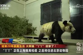 结束20年旅美生活 大熊猫“丫丫”回家了！视频封面