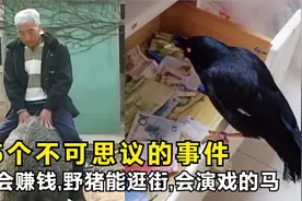 5个不可思议的事件,八哥会赚钱,野猪能逛街,会演戏的马,让人惊讶视频封面