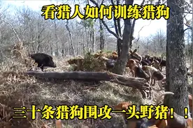 猎人为训练猎狗，让三十条猎狗围攻野猪，野猪被活活咬死