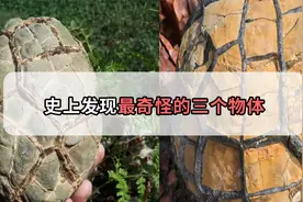 龙真的存在？海狮便便中暗藏优盘？史上发现的三个奇怪物体视频封面