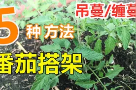 【西红柿/番茄搭架】5种常用的方法, 经典吊蔓/绑蔓/缠蔓法视频封面
