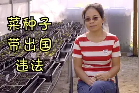 带蔬菜种子出国违法，看美国菜农怎么说视频封面
