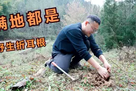 农村荒地长满野生折耳根，小伙发现后高兴坏了，又可以美餐一顿视频封面