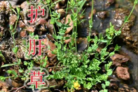 野草田基黄号称“毒蛇克星”，老人称为护肝草，农村稀缺珍贵难找