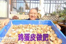 园艺人家里常年积攒鸡蛋皮，简单方法处理，就是免费的磷钙肥嘛！视频封面