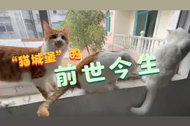 正式告别“猫城堡”，回顾过往，我犯的错太多了