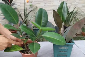 繁殖橡皮树只需一片叶片和一种“神奇水”视频封面