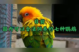目前国内可以合法饲养的七种鹦鹉