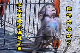小猴子被关在笼子里，猴妈妈疯狂往外拽，气愤又可怜视频封面