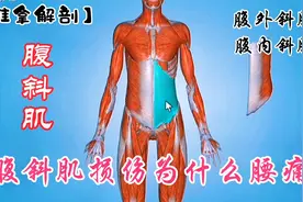 腹斜肌损伤为什么会腰痛？解剖分析腹斜肌〔腹外斜肌、腹内斜肌〕视频封面