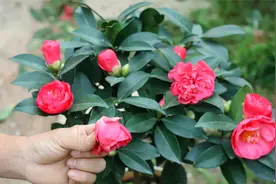 茶花还没开完就凋谢，原因有两个，这样解决实用视频封面
