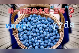 【科普】蓝莓是不是唯一的蓝色水果？蓝莓为什么卖那么贵？