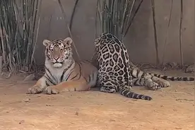 一级保护动物也“打工”动物园豹子给老虎按摩视频封面