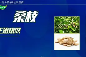 中药-桑枝视频封面