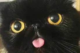 十大黑色猫咪的品种！喜欢黑猫的，看这里！视频封面